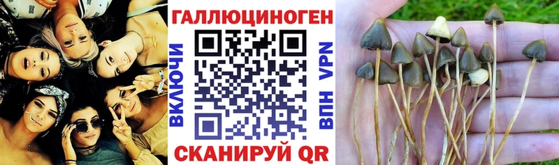 Псилоцибиновые грибы Cubensis  Купить  Невельск 
